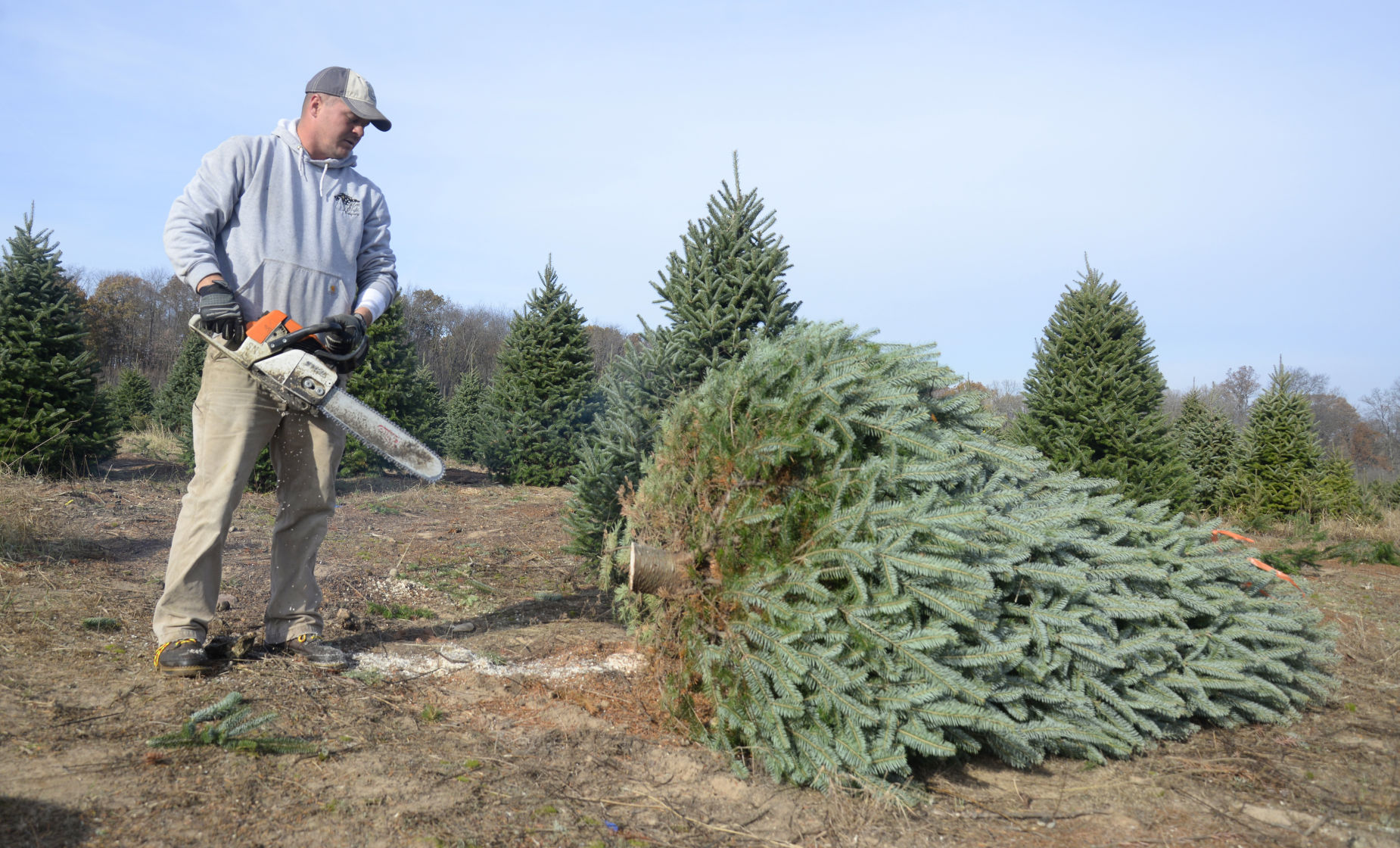 First firs White House Christmas trees harvested in Wisconsin