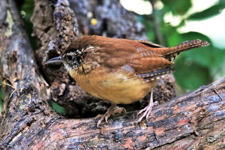 Wisconsin's bird population taking on a southern feel ...