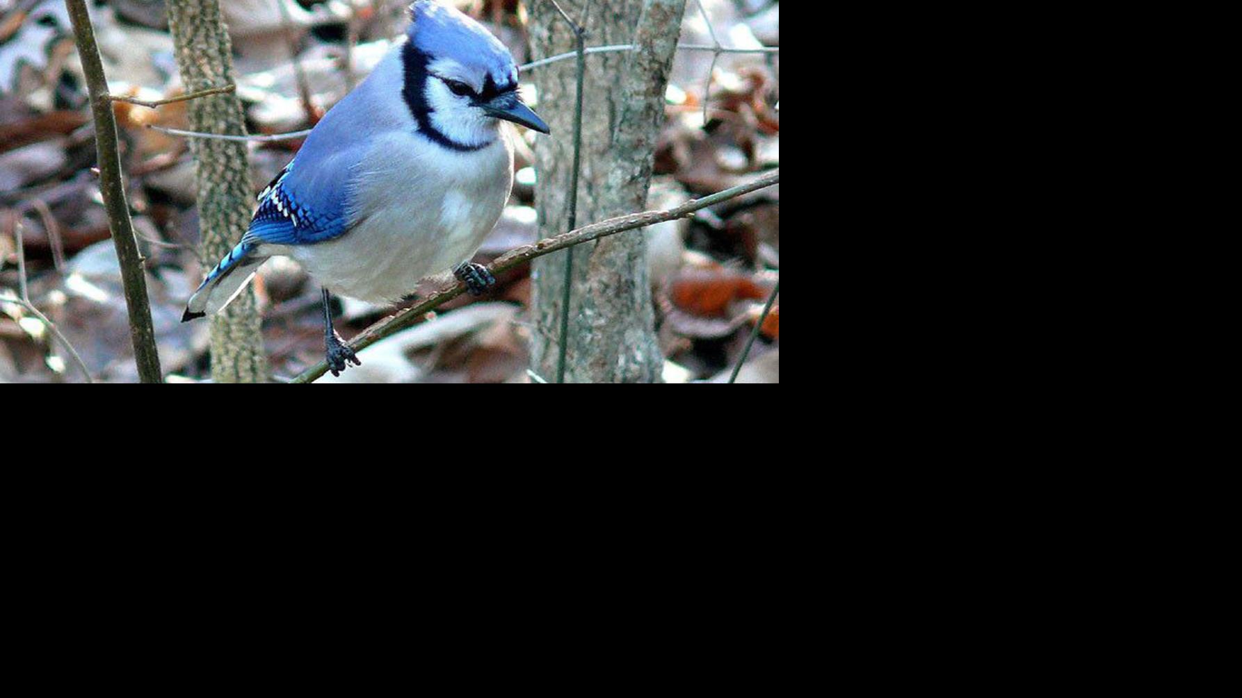 Dnr Following Multi State Reports Of Sick Songbirds Outdoors Leadertelegram Com