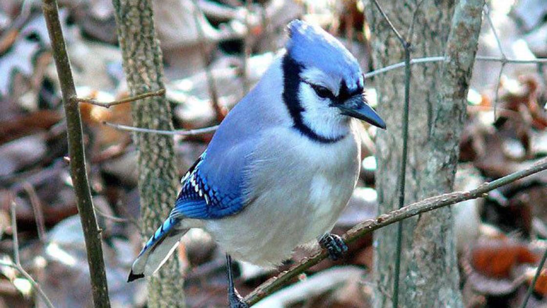Dnr Following Multi State Reports Of Sick Songbirds Outdoors Leadertelegram Com Dnr Following Multi State Reports Of Sick Songbirds Outdoors Leadertelegram Com