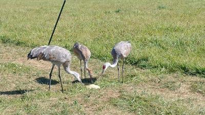 Cranes