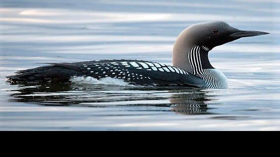 Focus On Nature Arctic Loon Spotted In Wisconsin For The First Time Outdoors Leadertelegram Com