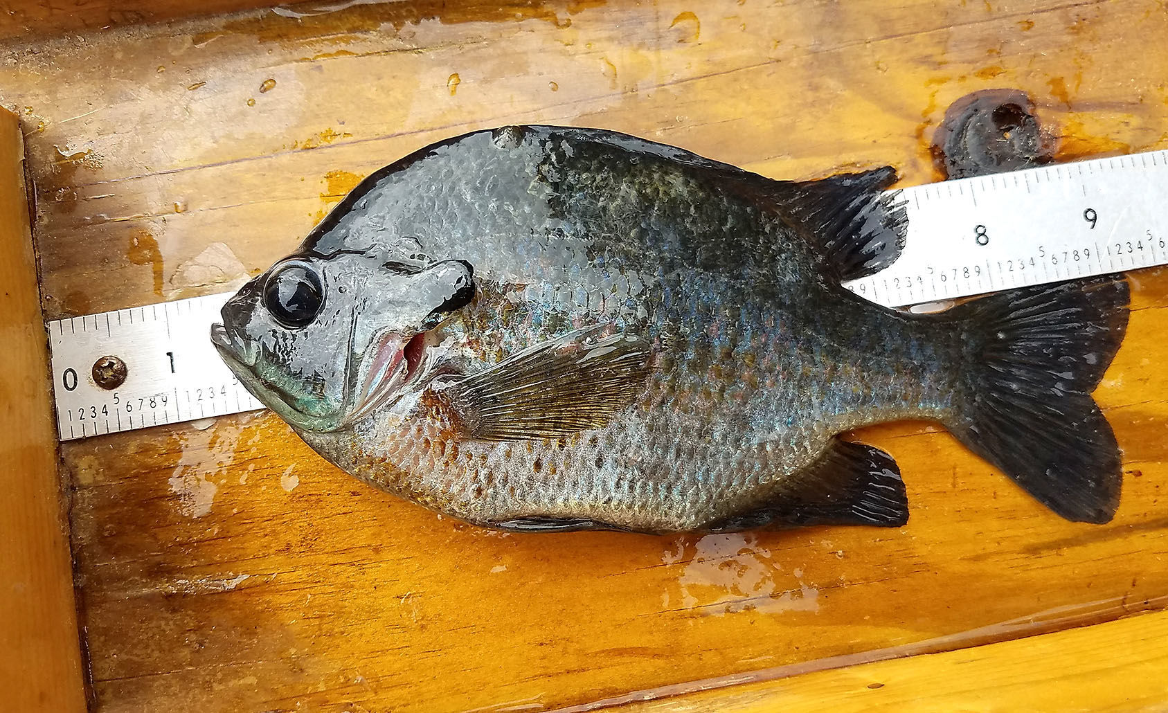 Can Anglers Catch 1,000 Bluegills In A Day? | Getting Out ...