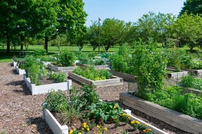 Seeds Of Victory History Shows Gardening Helps America Face Challenges Home And Garden Leadertelegram Com