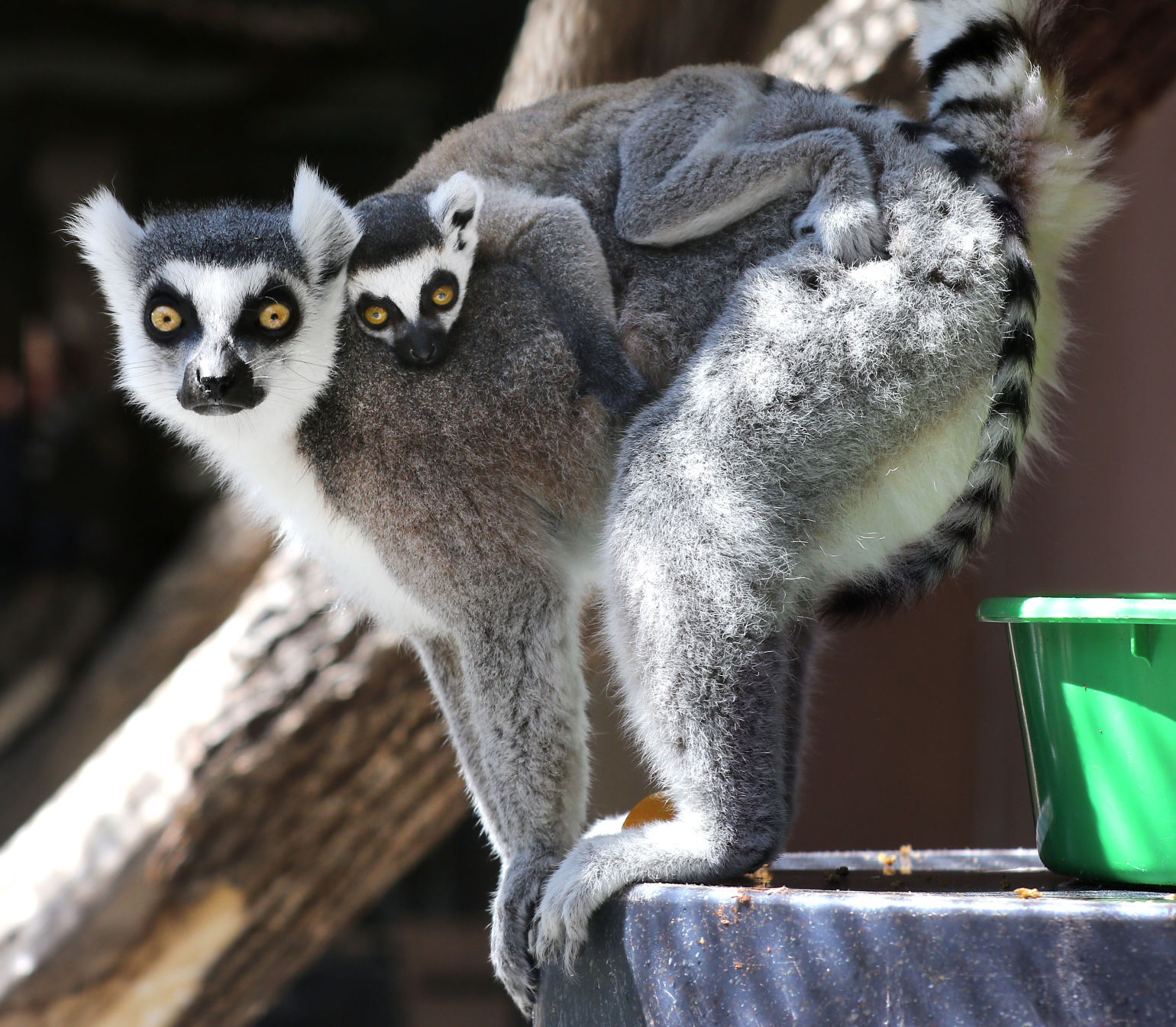 Irvine Park Zoo reopens with limitations Covid 19