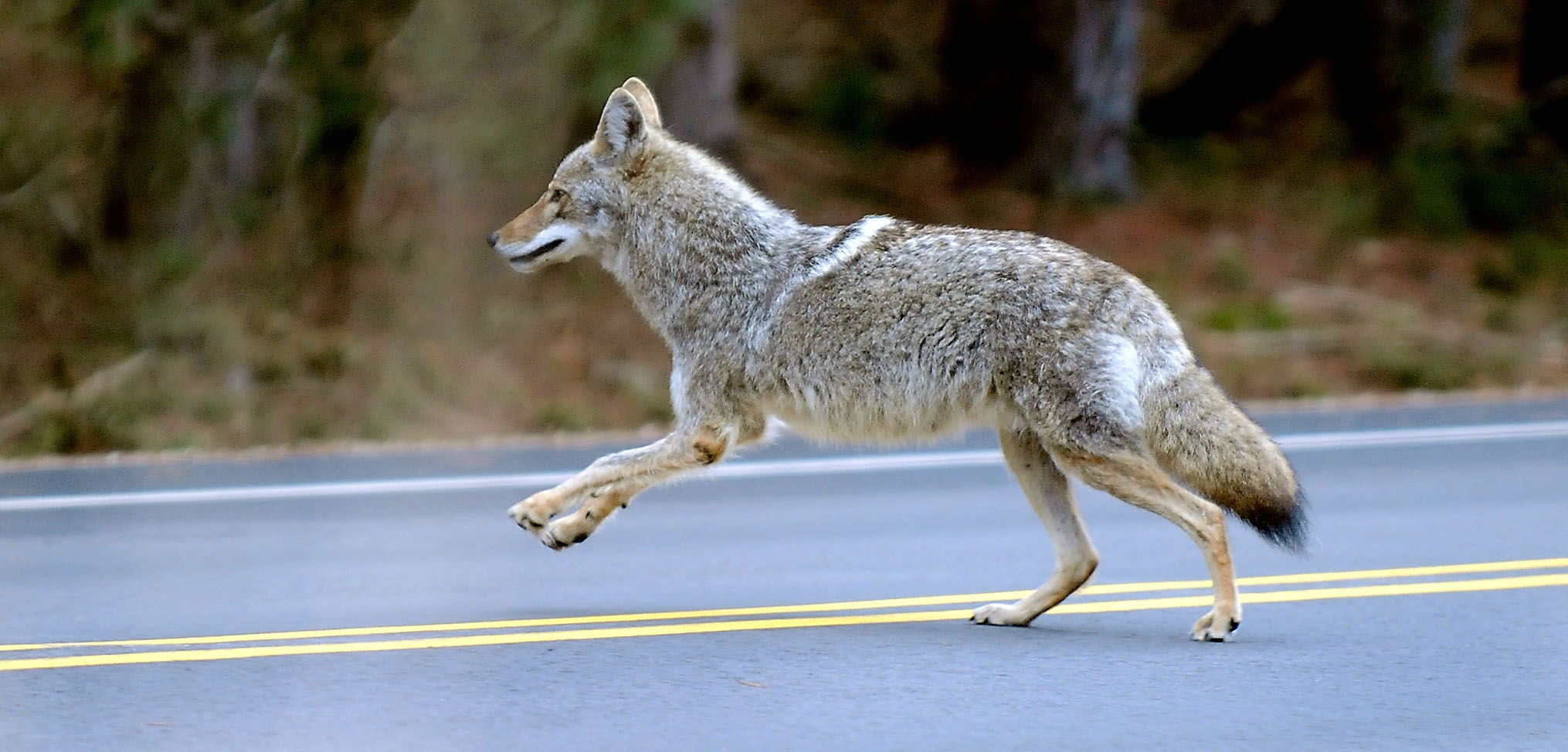 Four-legged fright: Some in NE Eau Claire concerned about