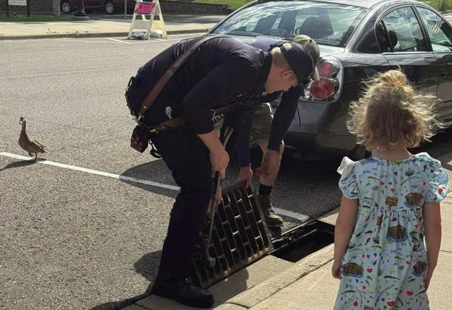 Firefighters rescue ducks from storm sewer | Meteorology ...
