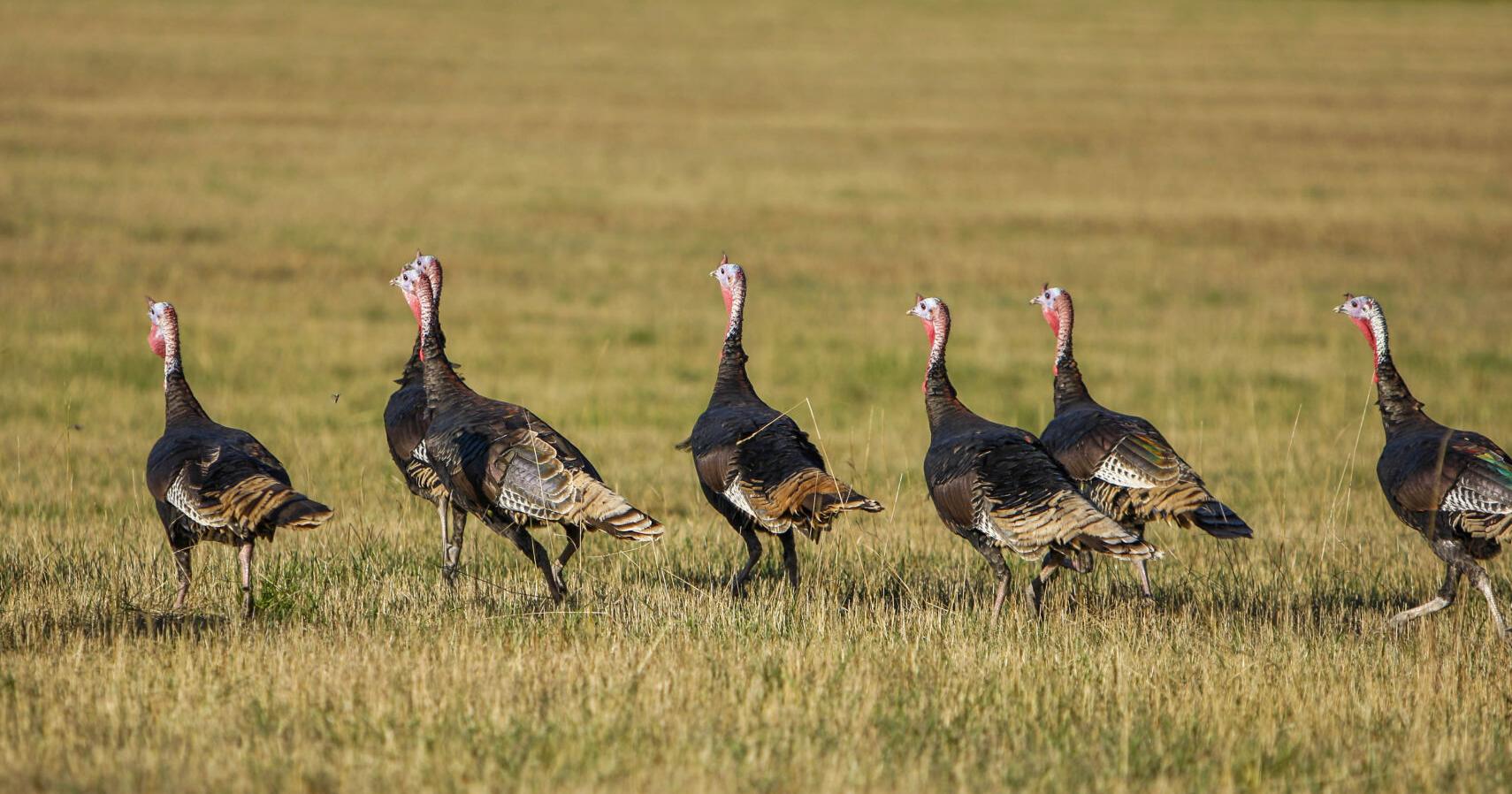Wisconsin village drafting ordinance to prohibit feeding wildlife - Vimarsana News