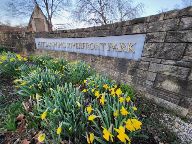 Flowers In Kittanning Pa Best Flower Site