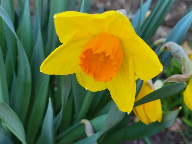 Flowers of spring in Kittanning News