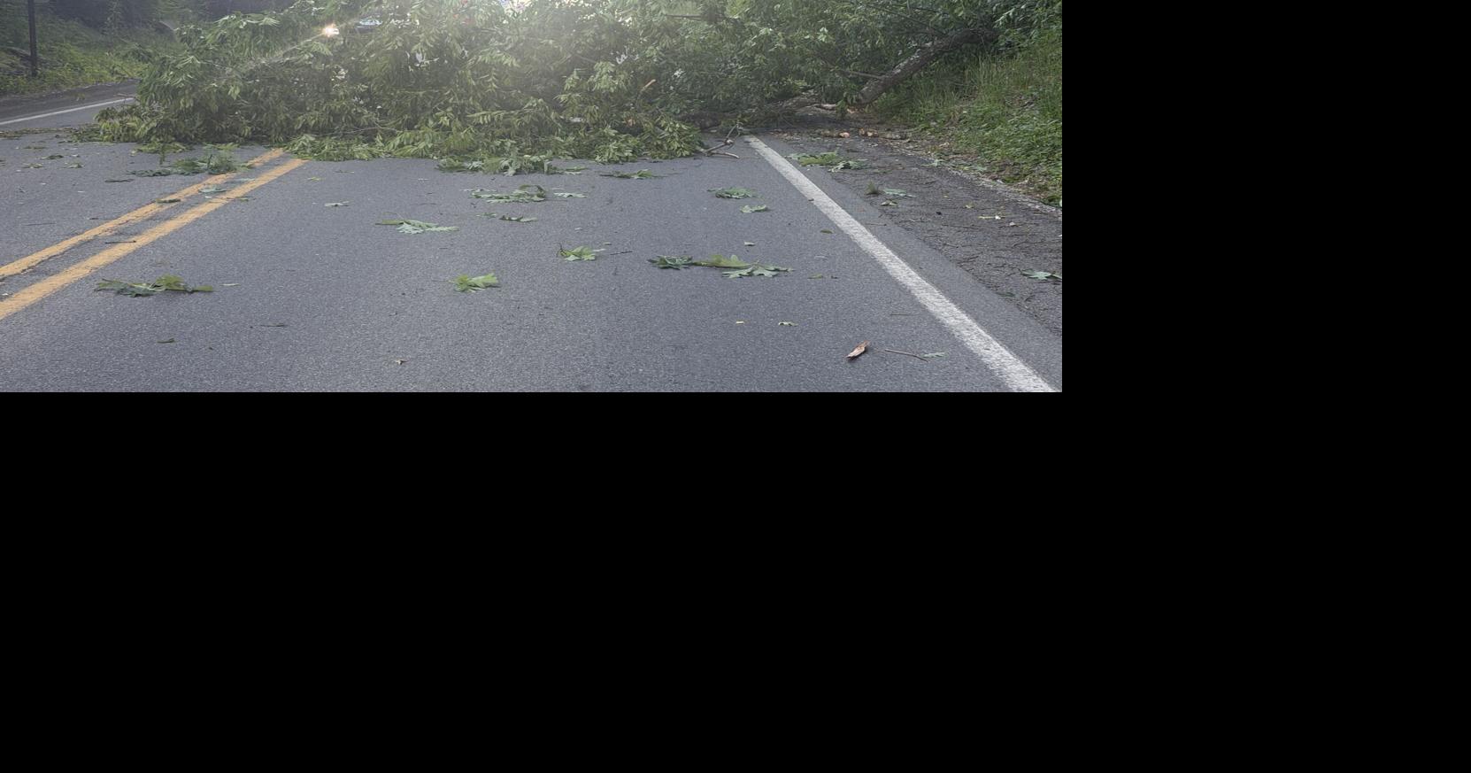 Tree downed in Cadogan