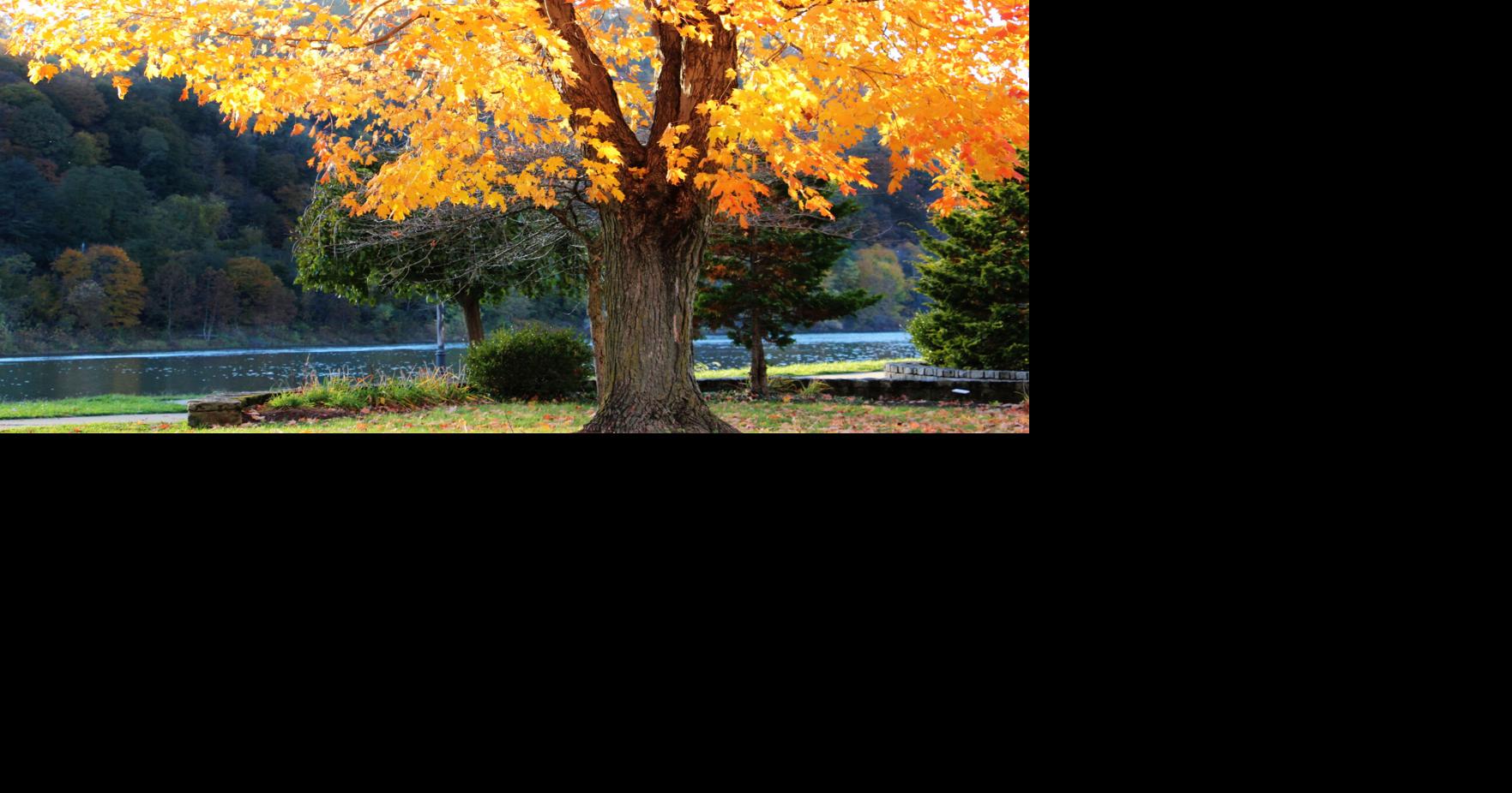 More fall views at Kittanning Riverfront Park News