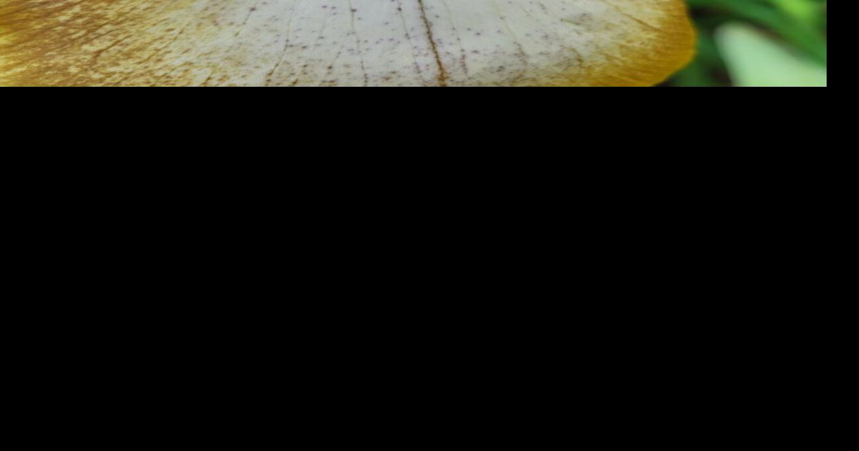 Kittanning Riverfront Park flowers in full bloom News