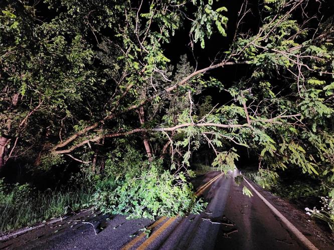 Tree falls across Kittanning Borough road News