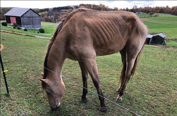 Woman Sentenced For Felony Animal Cruelty Conviction | News ...