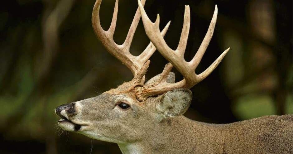 Navigating Pennsylvania's firearm deer season