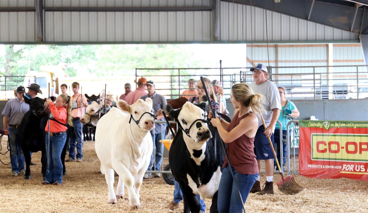 The show must go on Wilson County Fair livestock competitions see