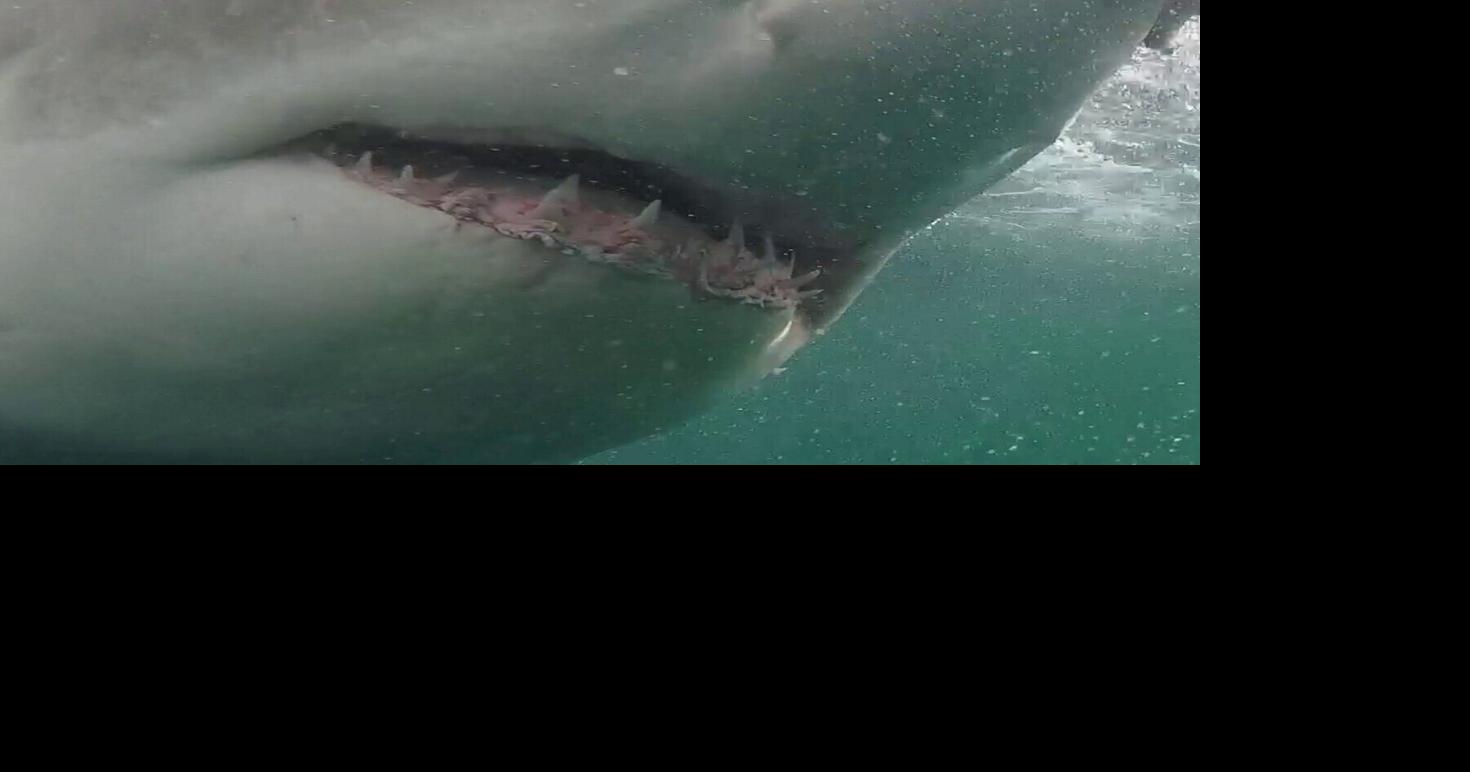 Giant great white shark spotted four miles off Florida coast