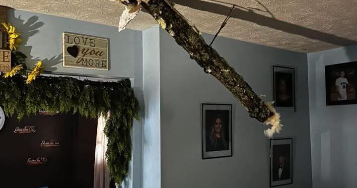 Falling tree damages Lafayette home