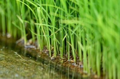 The surging cost of rice has become a political hot topic in Japan heading into elections this month