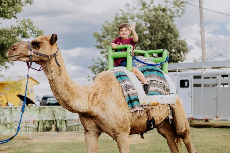 Fair camel ride