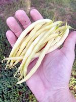 The time for producing bush beans