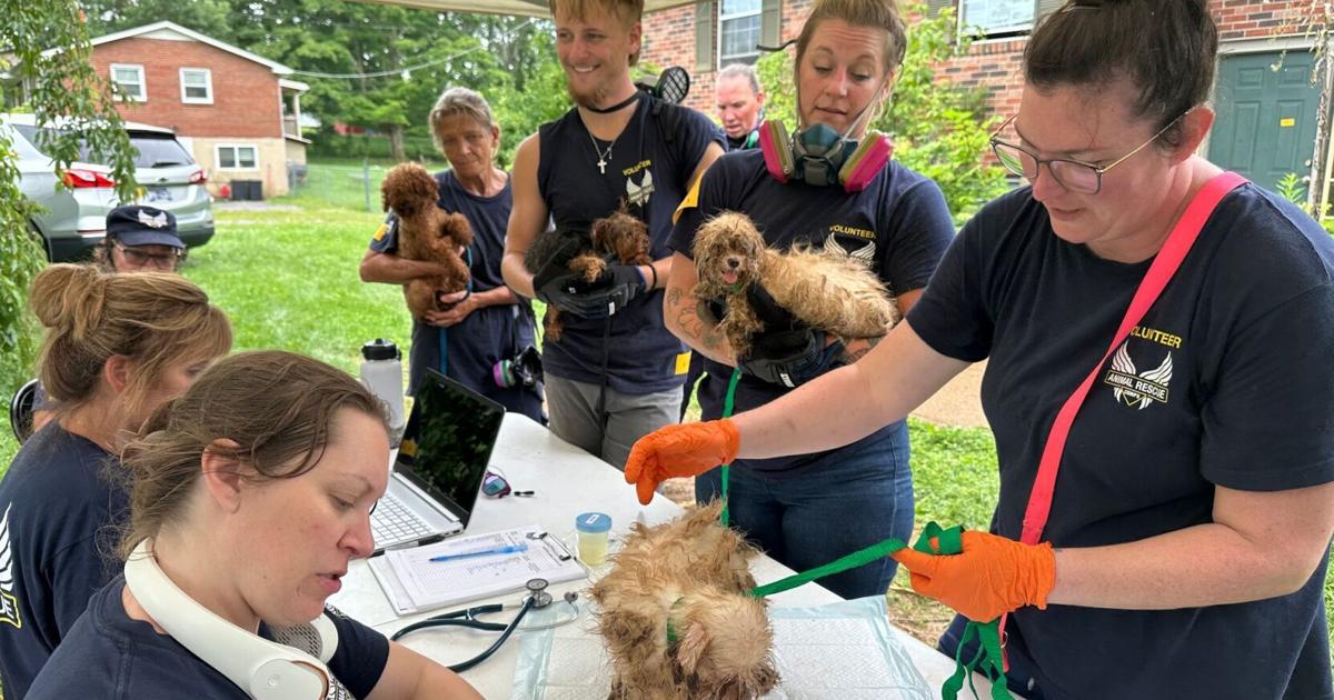 113 dogs rescued from horrific conditions in Joelton puppy mill