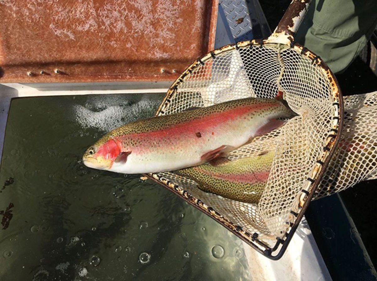 It S Trout Time Again In Tennessee Sports Lebanondemocrat Com