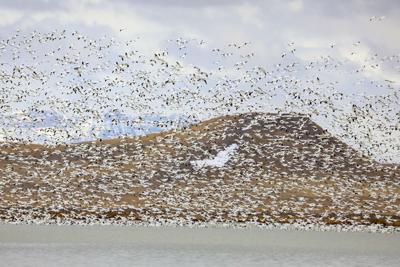 White geese migration in Montana