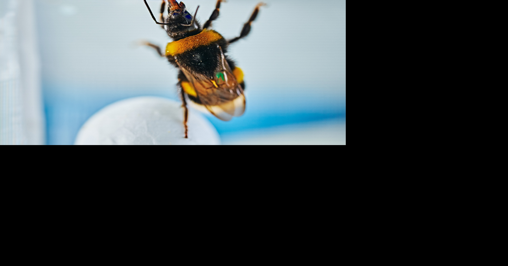 Scientists teach bumblebees how to ‘play football’