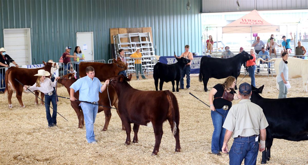 The show must go on Wilson County Fair livestock competitions see