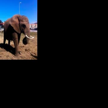 Portugal's last circus elephant becomes pioneer for European exiles