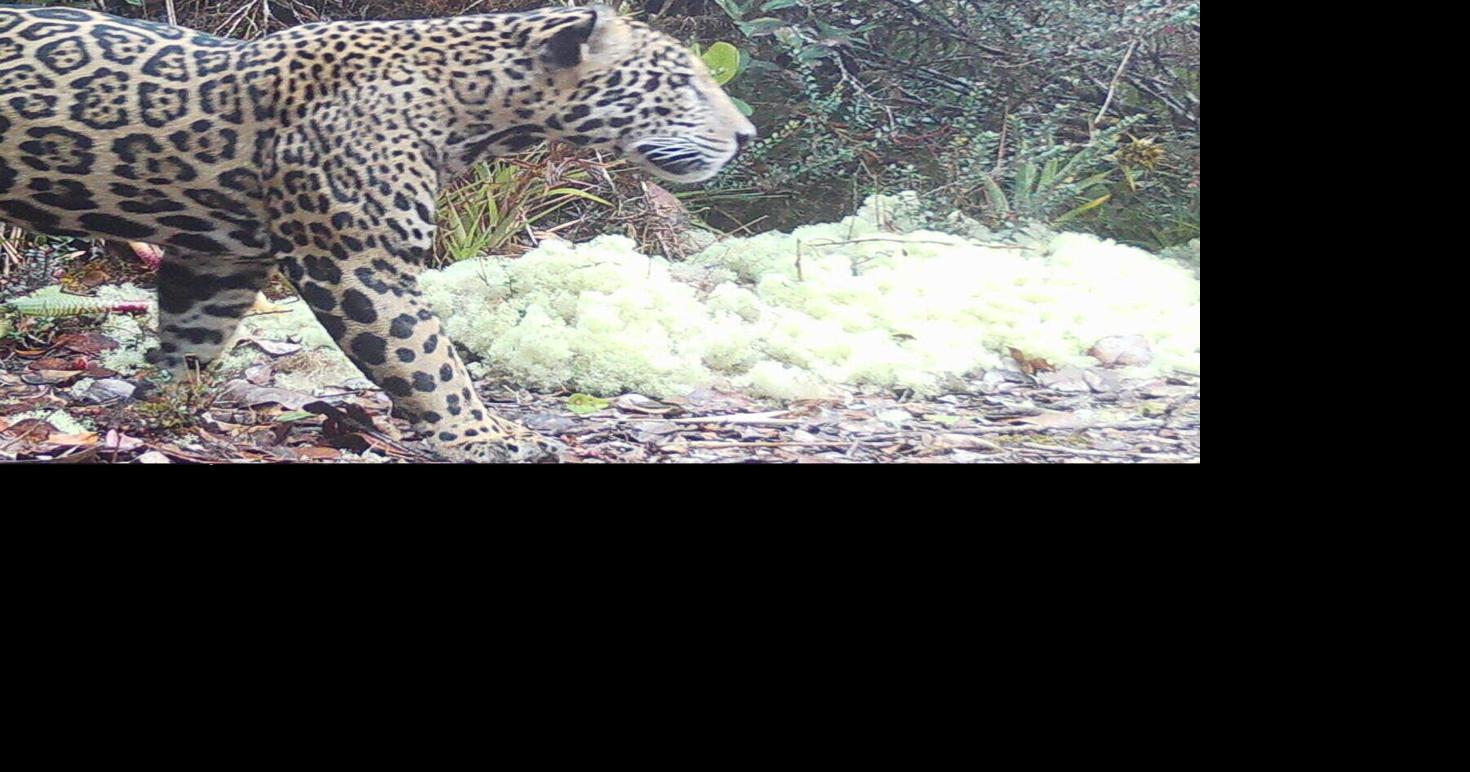Rare ‘cloud jaguar’ caught on camera for first time in 10 years