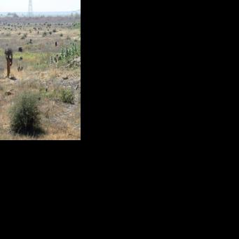 Sudan's historic acacia forest devastated as war fuels logging