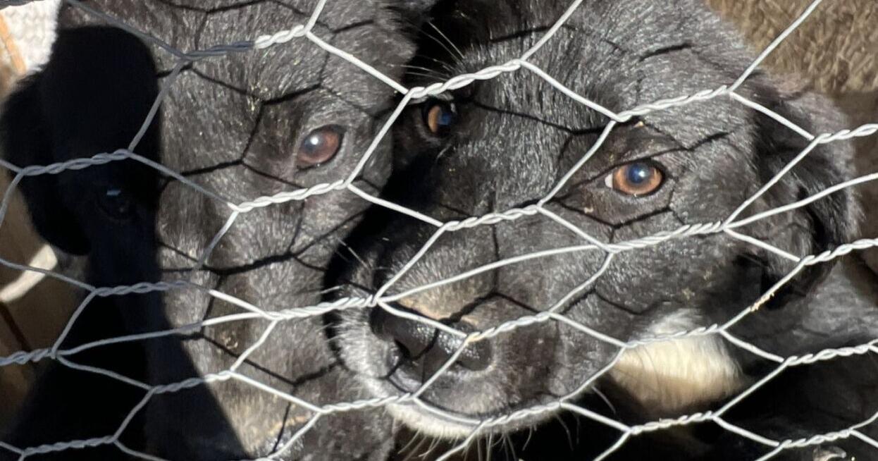 Abandonment of animals remains big problem on Macon/Trousdale border - Vimarsana News