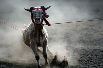US agriculture officials are closing the southern border to cattle due to concerns over a flesh-eating pest detected in Mexican herds