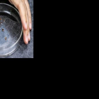 Malaysian scientists recruit bed bugs as crime scene sleuths