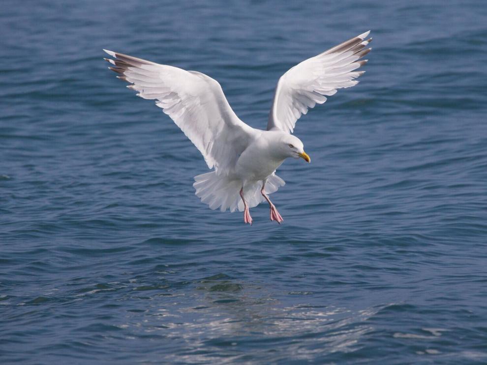 Expert reveals how eating flying ants could be getting seagulls ‘drunk’