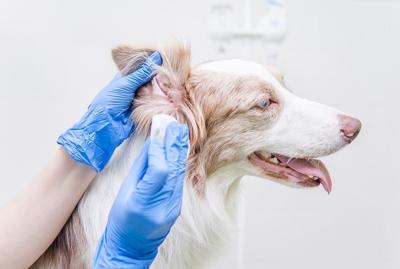 Topical Antibiotic May One Day Treat Infected Ears