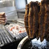 Eel-eating Japan opposes EU call for more protection