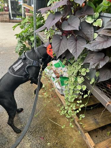 Winnie sniffing plants for pests