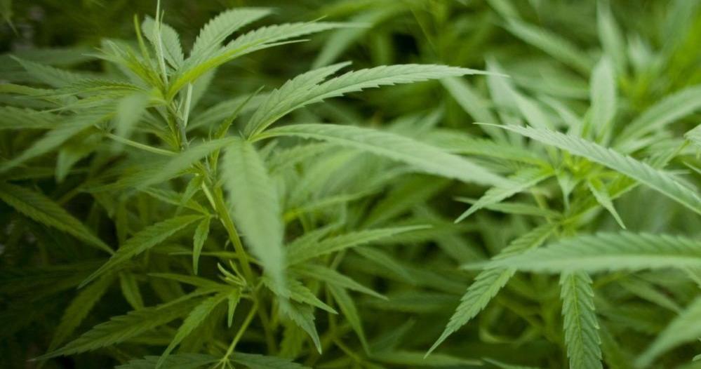 Woman claims sexual harassment, retaliation by hemp company