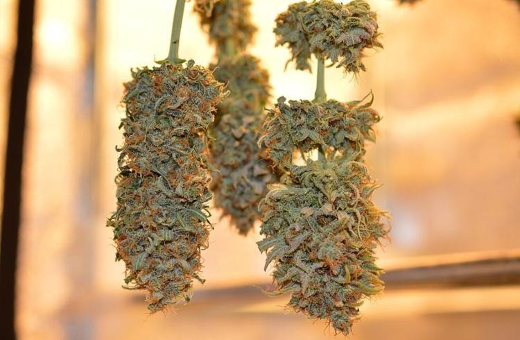 Federal judge remands pot tax class action to state court