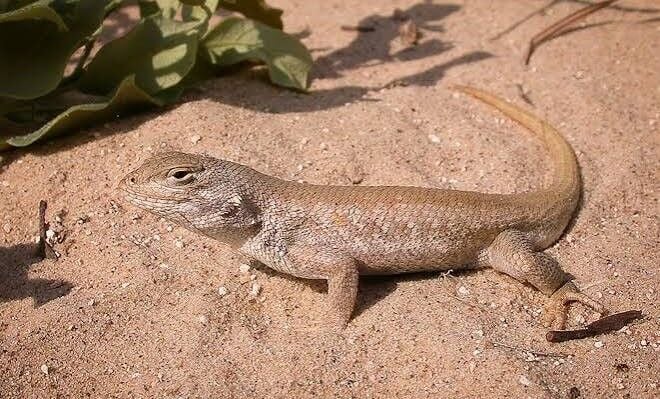 DunesSagebrushLizard.jpg