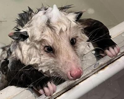 PossumTub.jpg