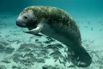 Florida_manatee_USFWS.jpg