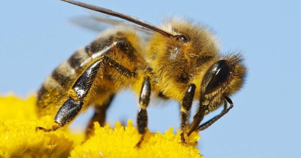 Attorney appeals ICA bee ruling to state Supreme Court