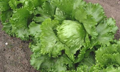IcebergLettuce.jpg