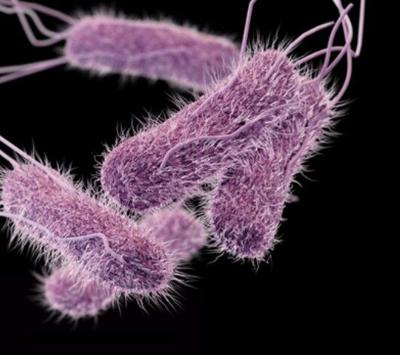 salmonella.jpg