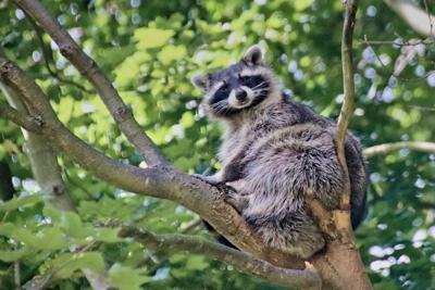 RaccoonUnsplash.jpg